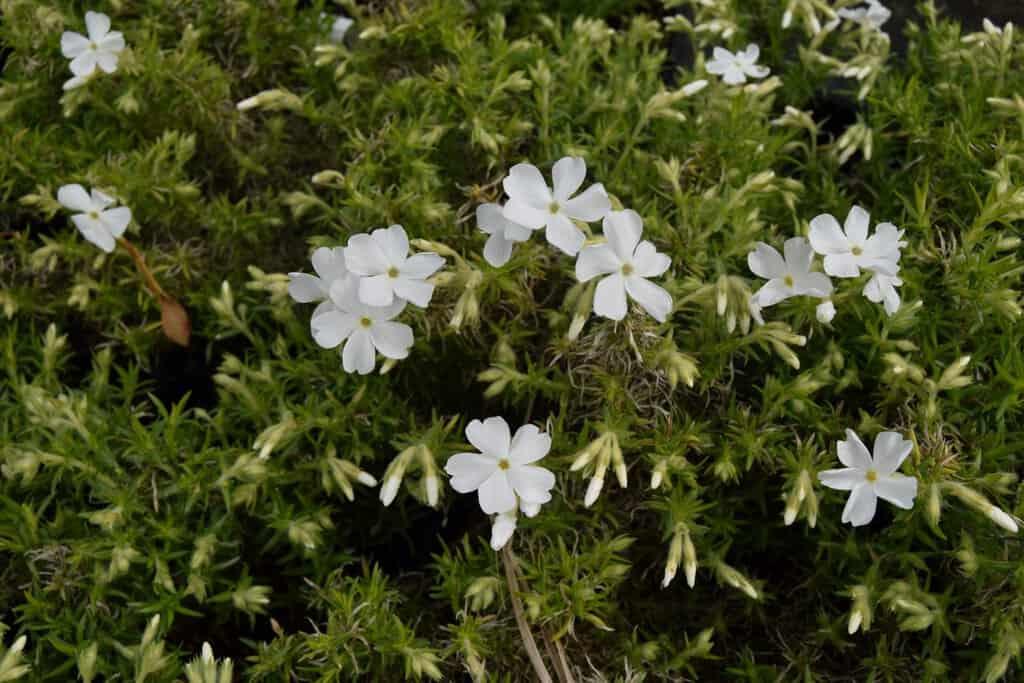 Phlox subulata 'White Delight' ---